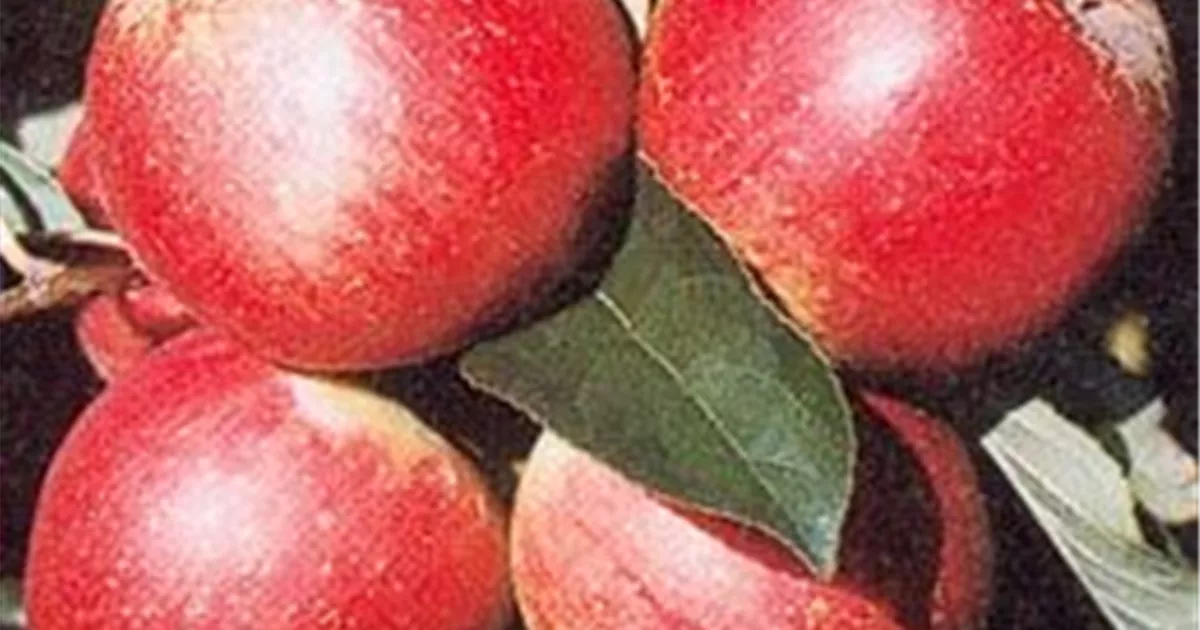 Malus Arlet, Apfel Arlet Ganter OHG