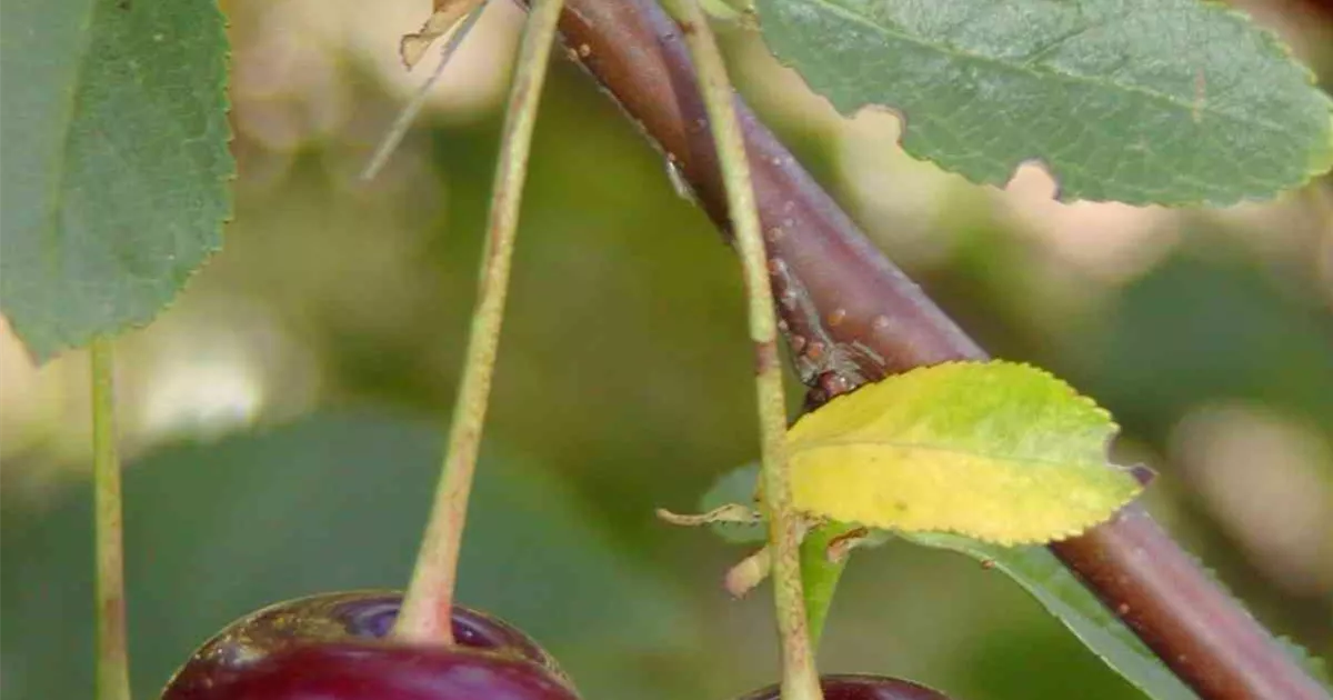 Sauerkirsche Ganter Prunus OHG Ungarische Traubige, cerasus Traubige Ungarische -
