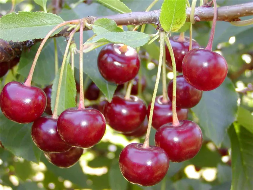 Prunus cerasus Ungarische Traubige, Sauerkirsche Ungarische Traubige -  Ganter OHG