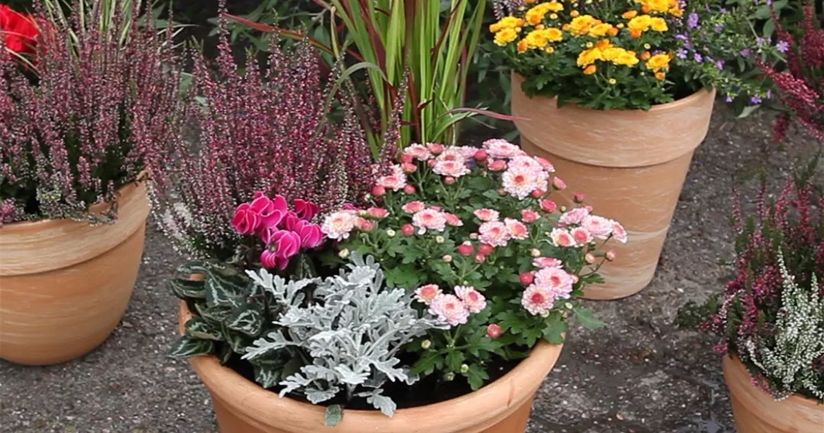 36+ Balkonkasten Im Herbst, Noch besser wird es mit der richtigen