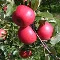 Malus domestica 'Topaz'(s)