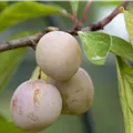 Prunus domestica subsp. syriaca 'Mirabelle von Nancy'