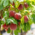 Prunus Red Haven