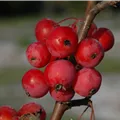 Malus x moerlandsii 'Red Sentinel'